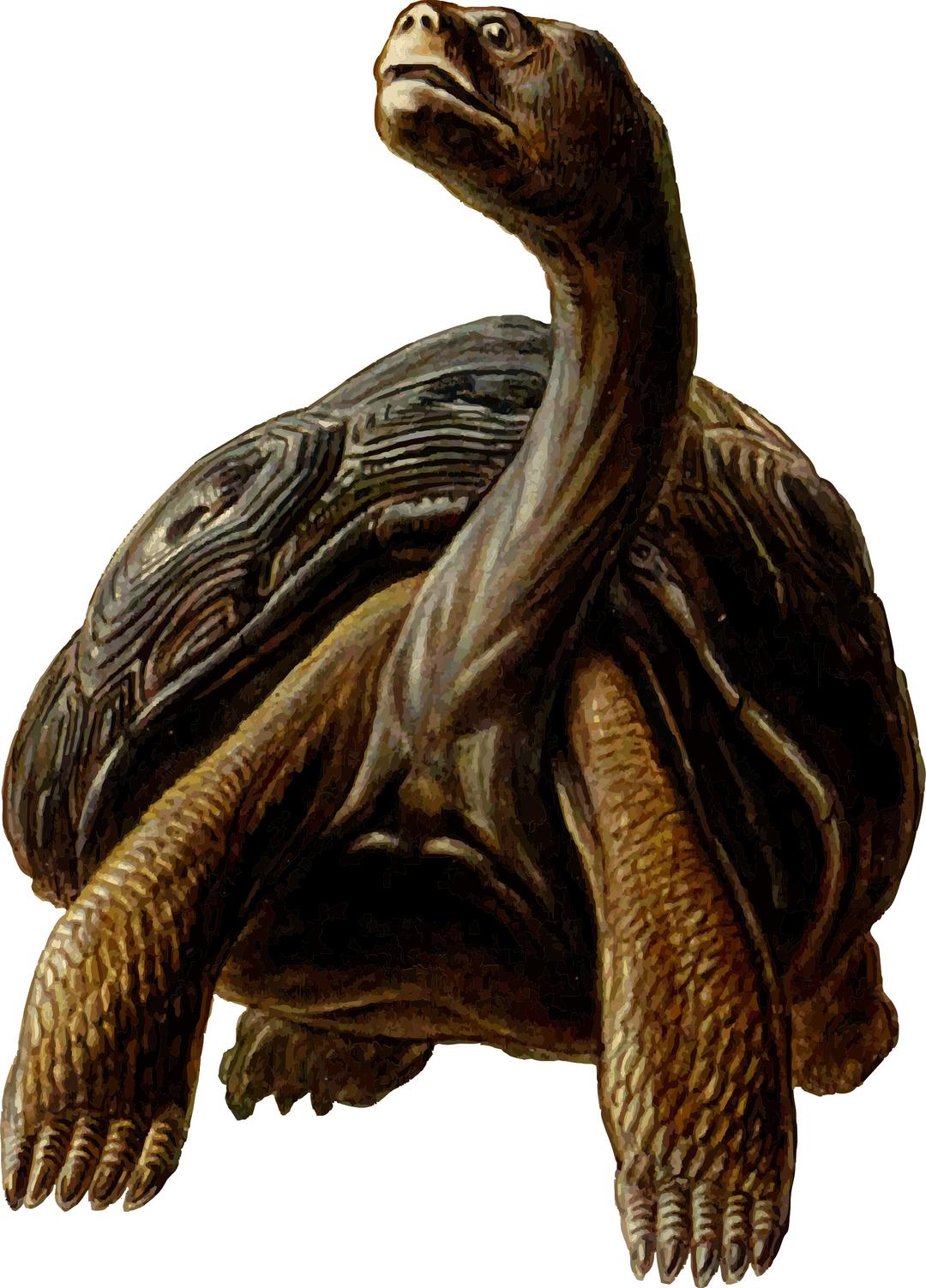 Prehistoric Tortoise Clipart png transparent