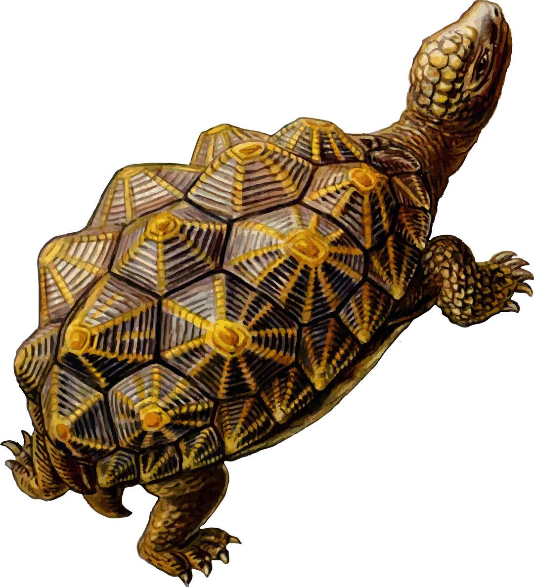 Prehistoric Turtle 3 png transparent