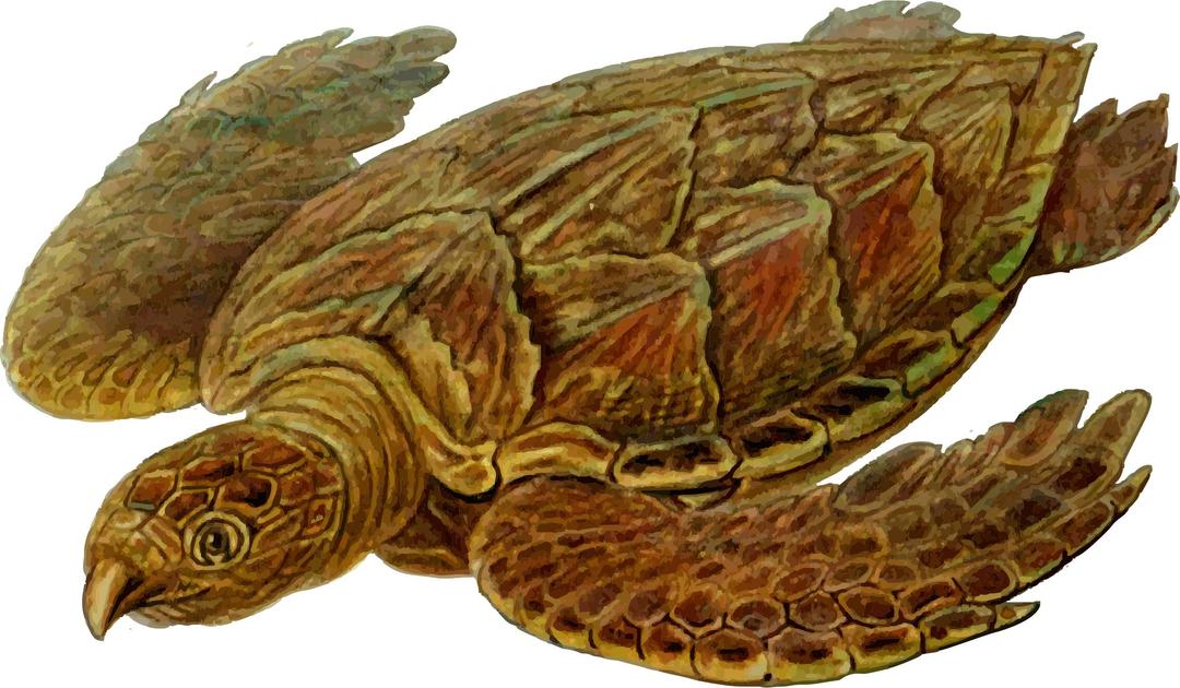 Prehistoric Turtle 7 png transparent
