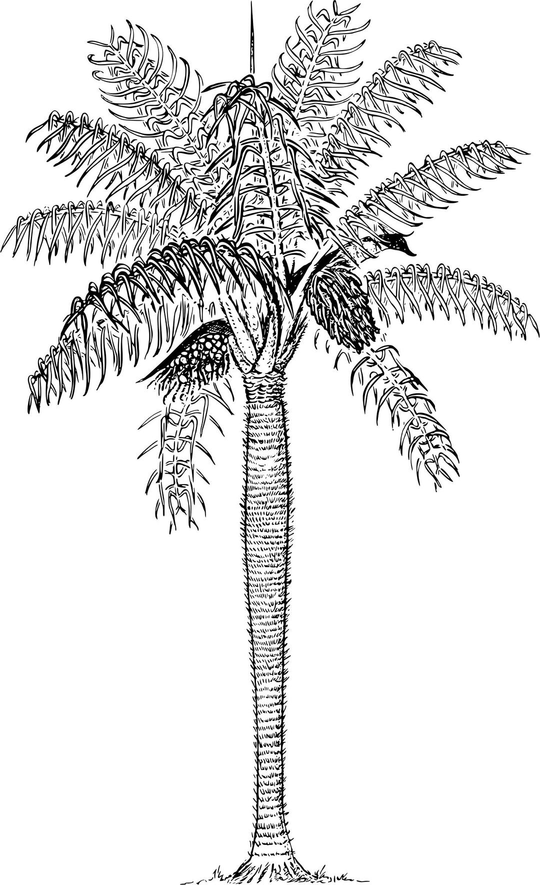 Prickly palm png transparent