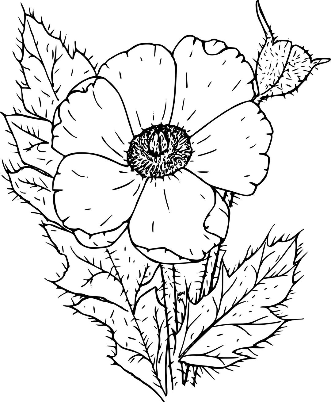 Prickly poppy png transparent