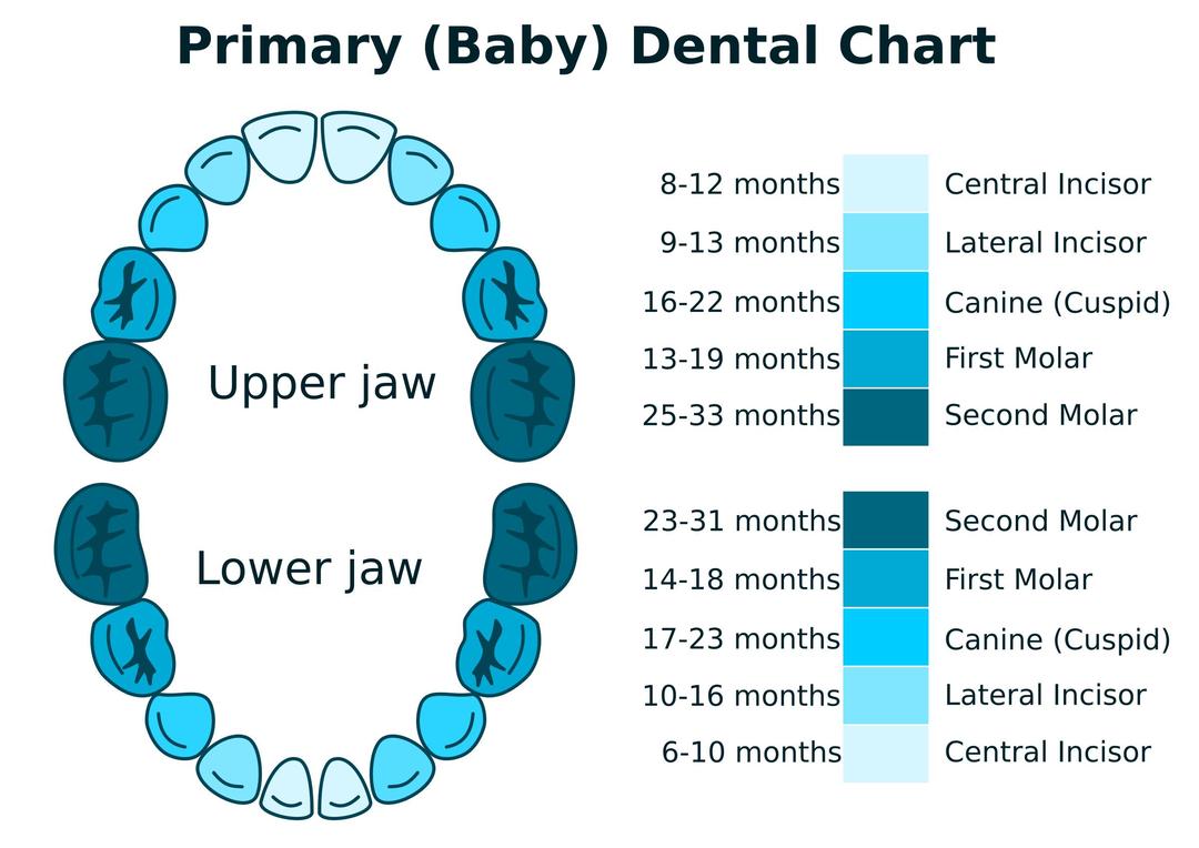 Primary Dental Chart png transparent