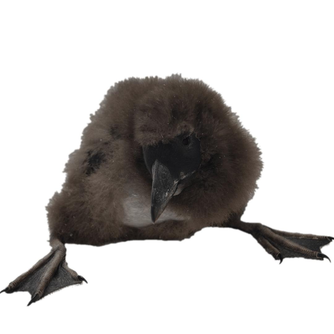 Puffin Chick png transparent