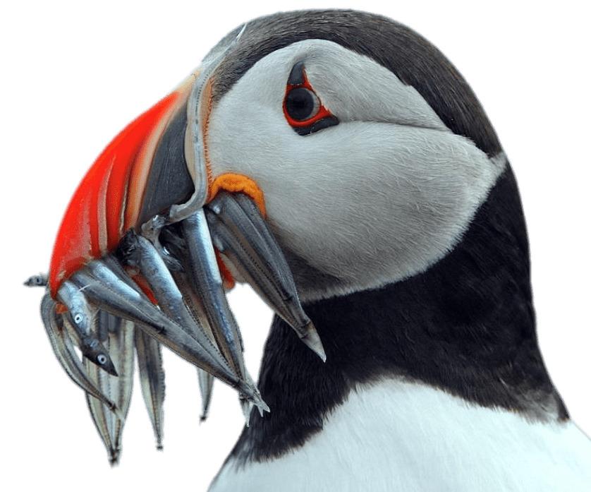 Puffin Holding Fish In His Beak png transparent