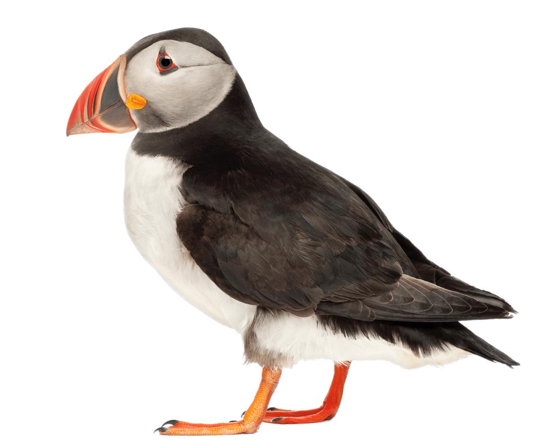 Puffin Side View png transparent
