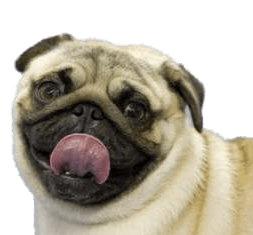 Pug Tongue Out png transparent