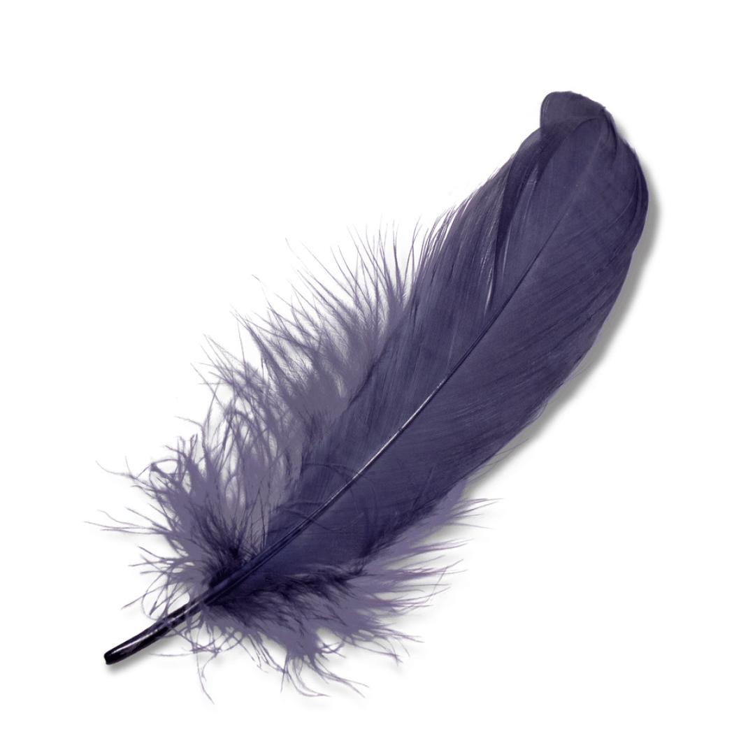 Purple Feather png transparent