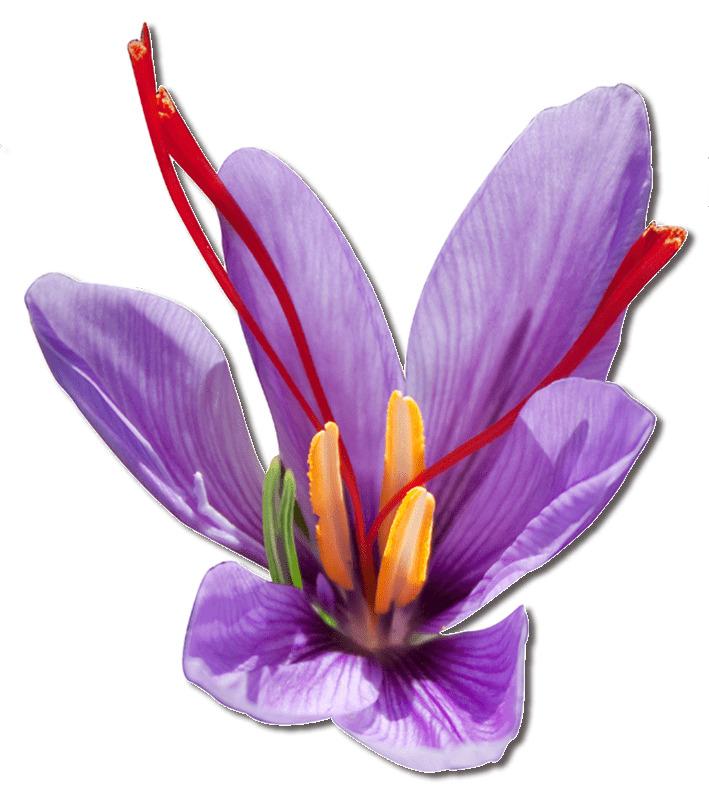 Purple Saffron Flower png transparent