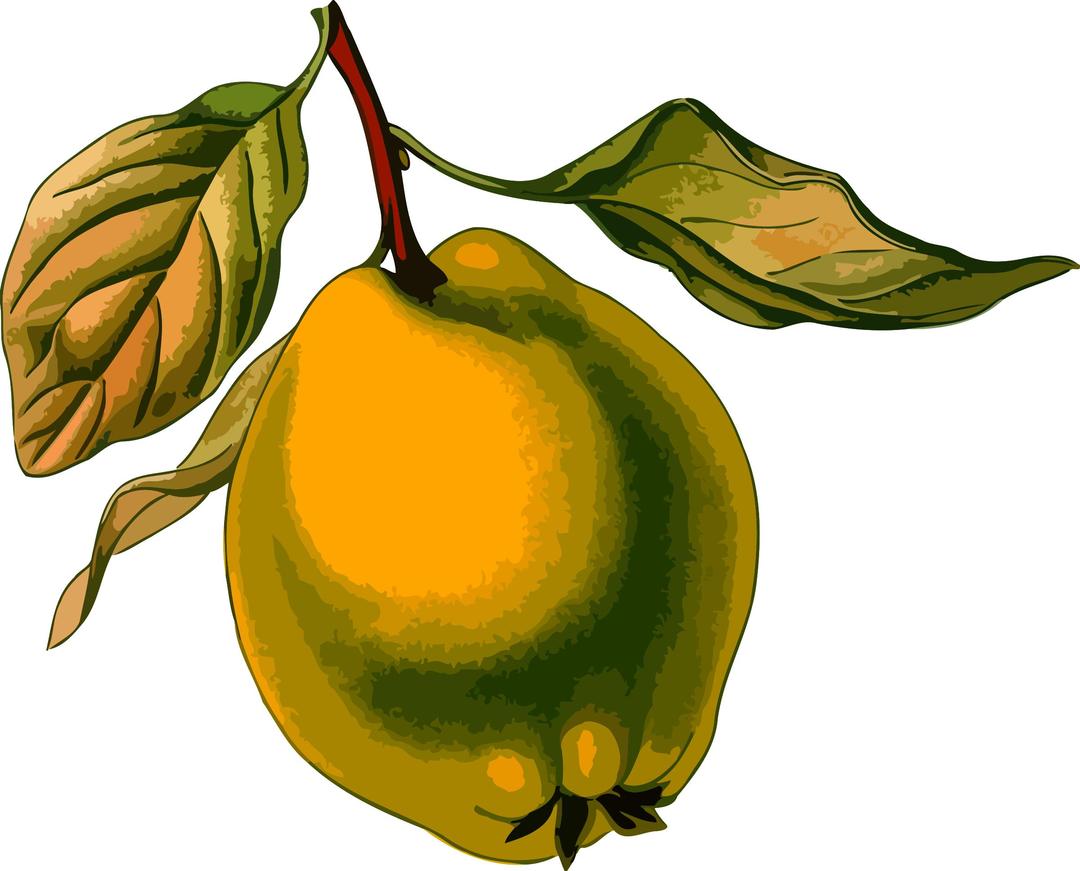 Quince 3 (low resolution) png transparent