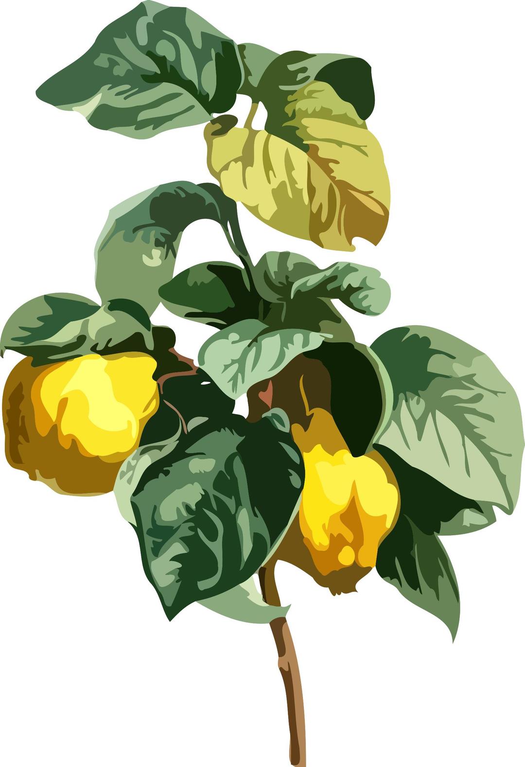 Quince (low resolution) png transparent