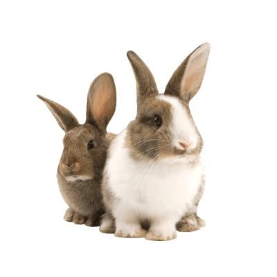 Rabbit Duo png transparent
