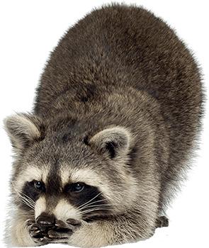 Raccoon Looking Down Left png transparent