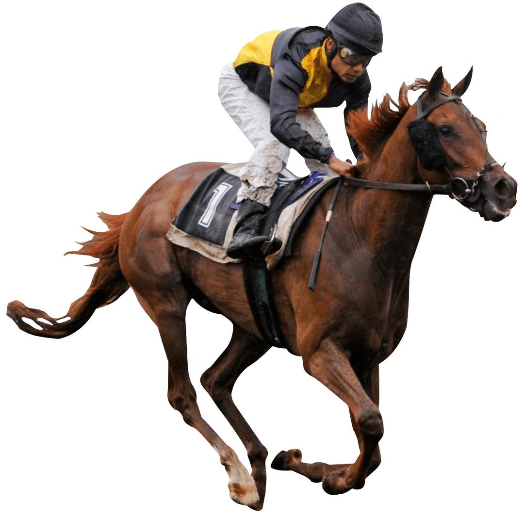 Race Horse png transparent