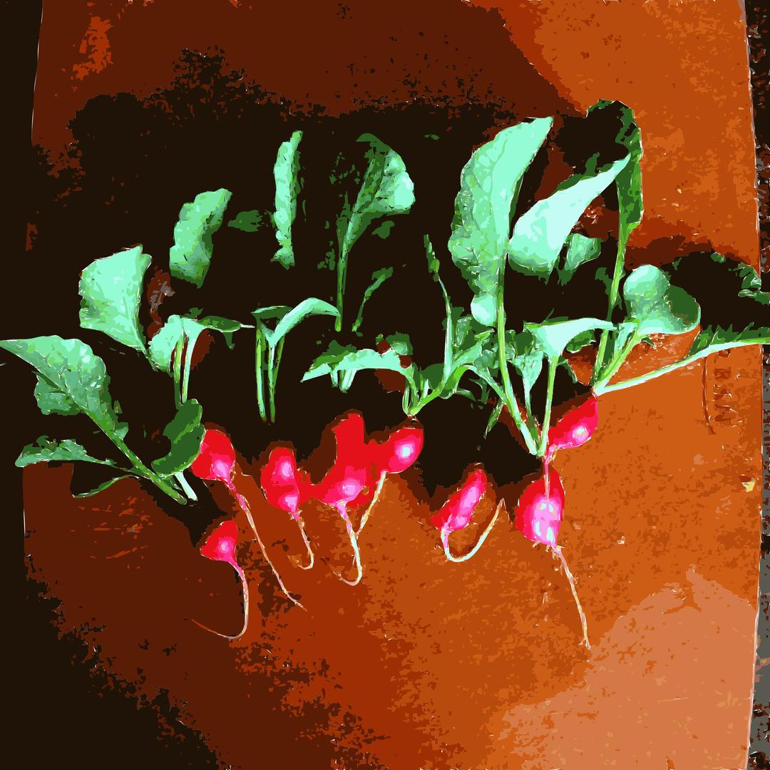 Radishes from the garden png transparent