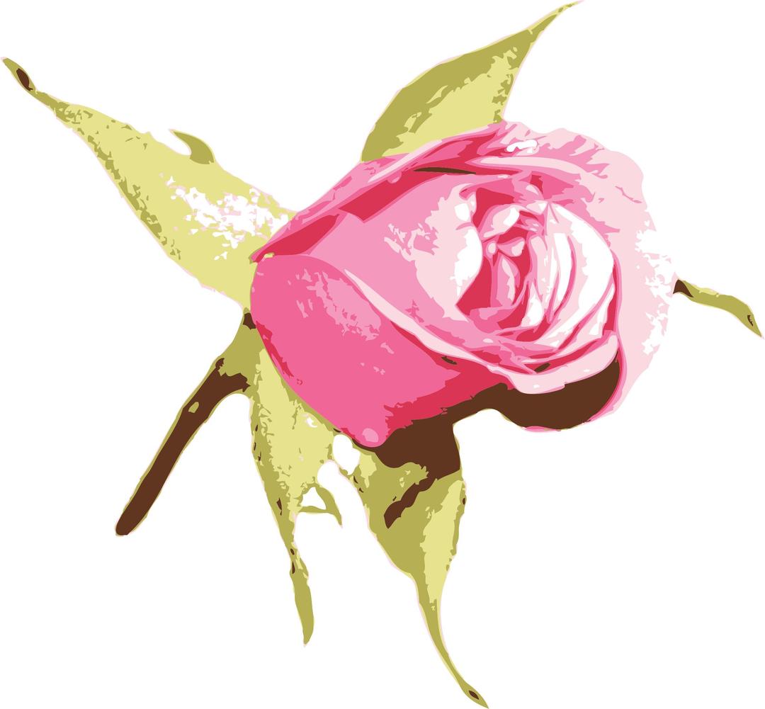 Raseone Rose Pink png transparent