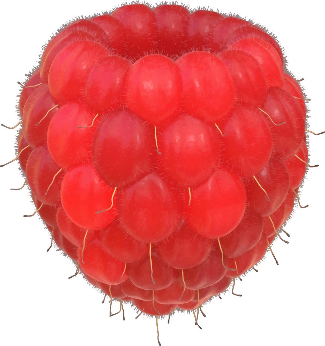 Raspberry png transparent