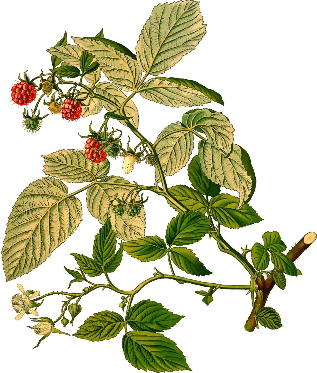 Raspberry (detailed) png transparent