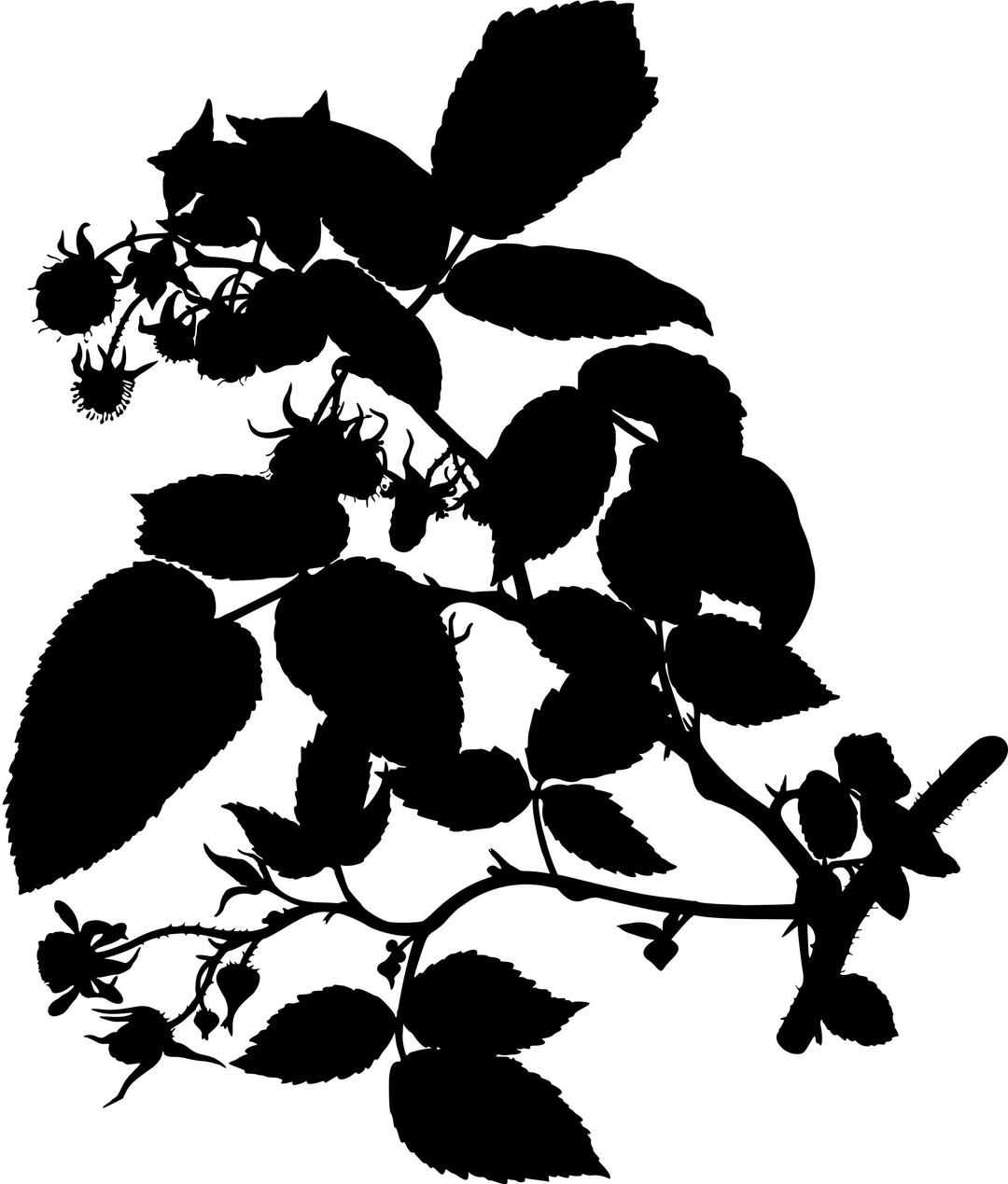Raspberry (silhouette) png transparent