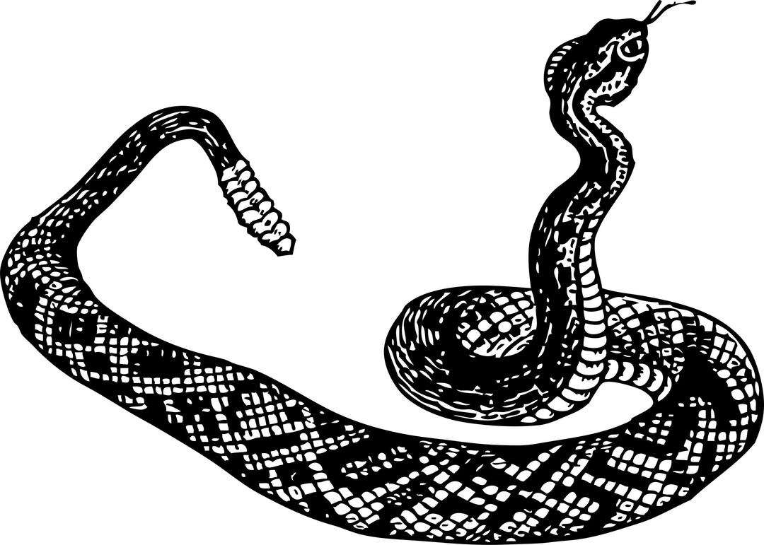 rattle snake png transparent