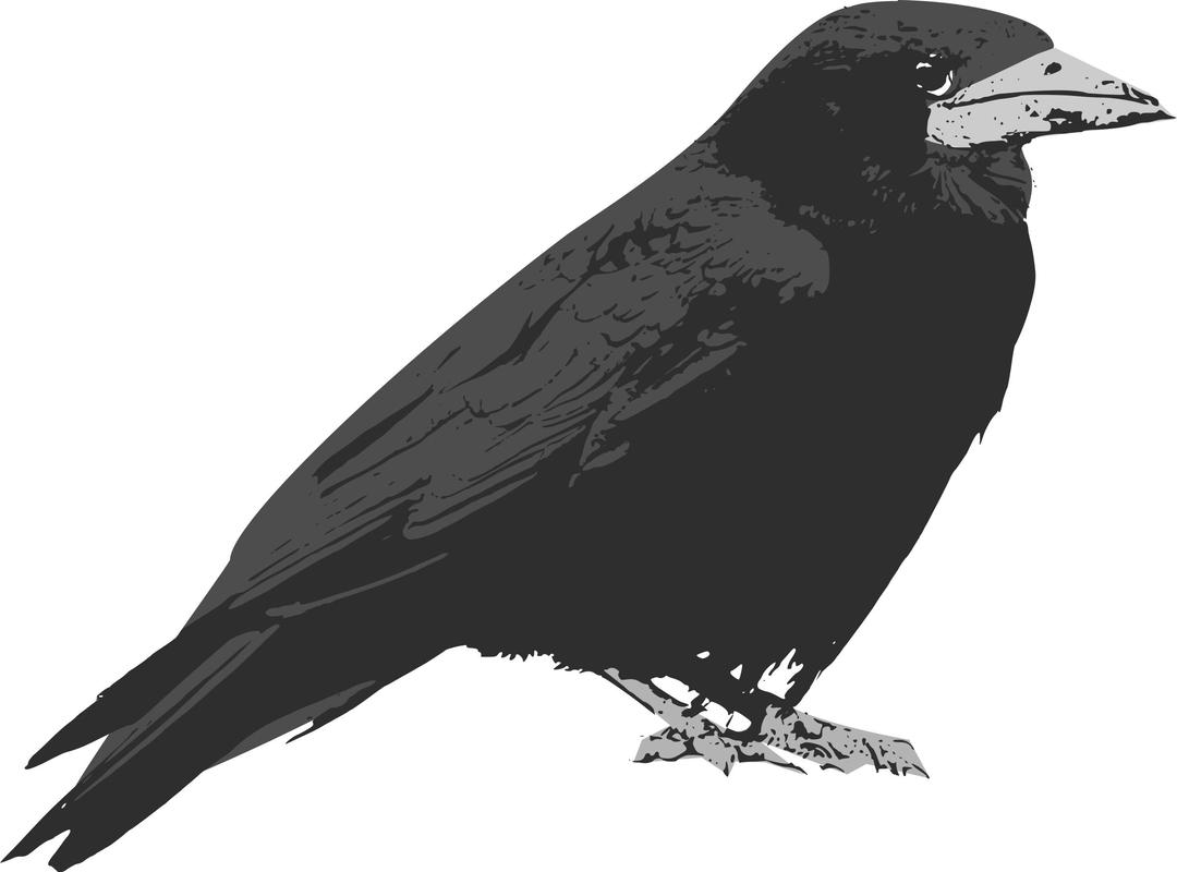 Raven png transparent