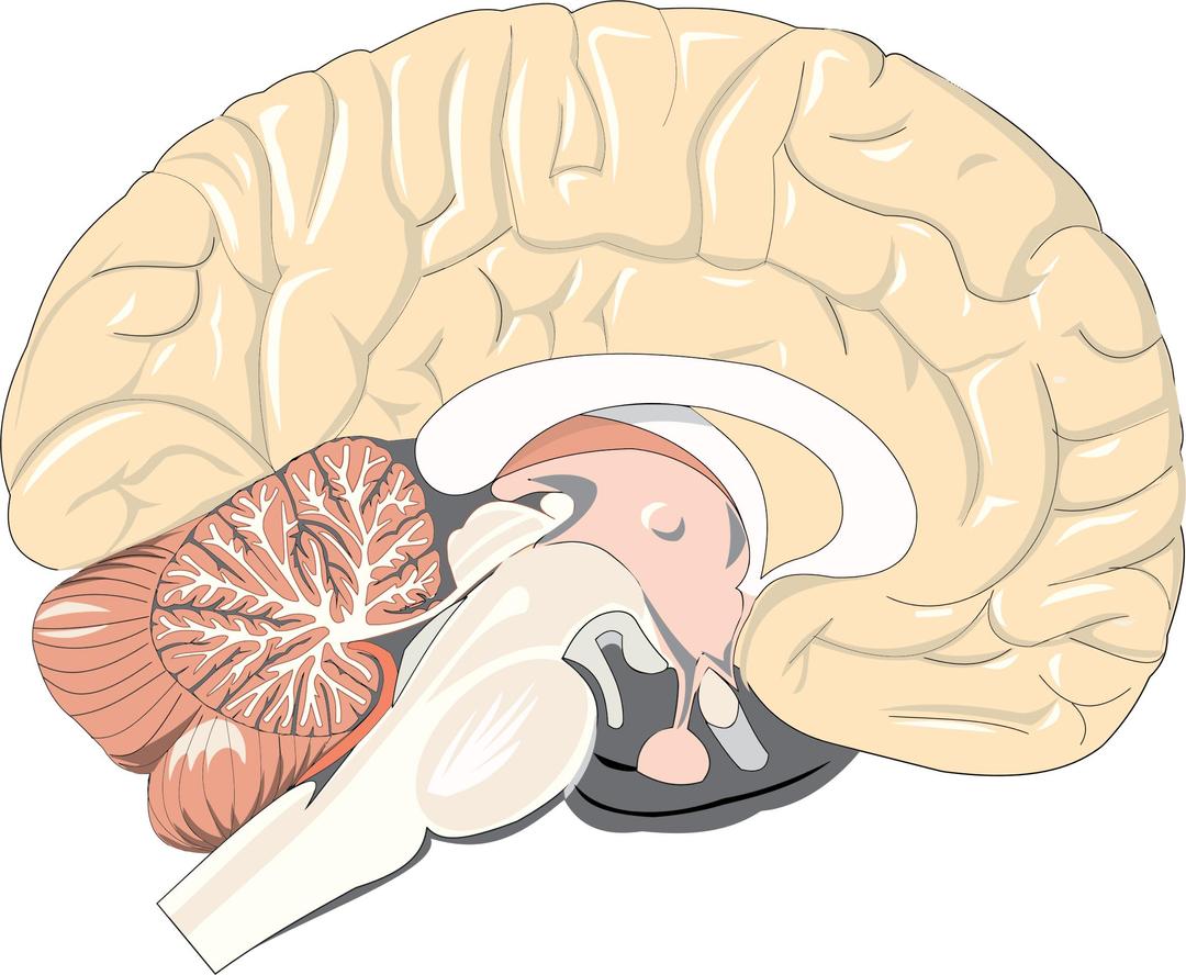 Realistic Brain Cross Section png transparent