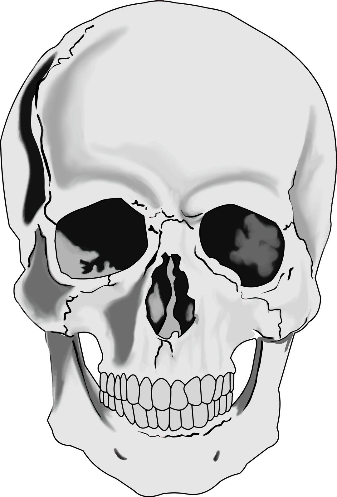 Realistic Human Skull png transparent