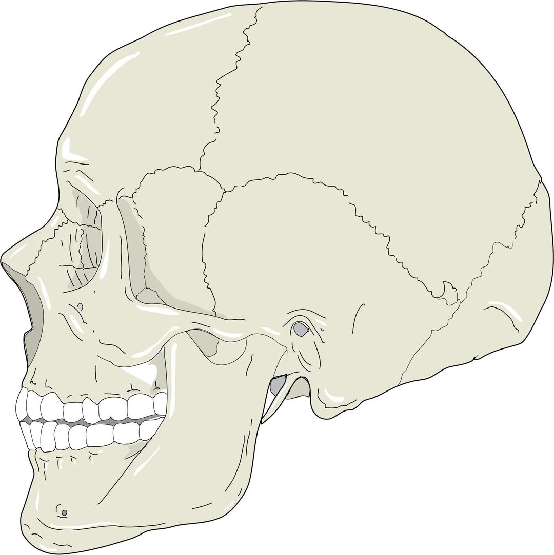 Realistic Human Skull Profile View png transparent