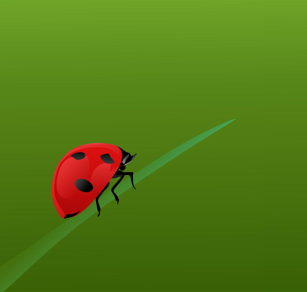 Realistic Ladybug png transparent