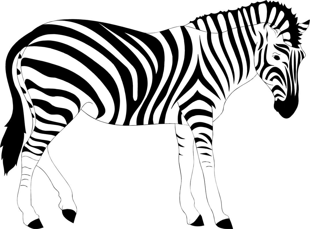 Realistic Zebra Illustration png transparent