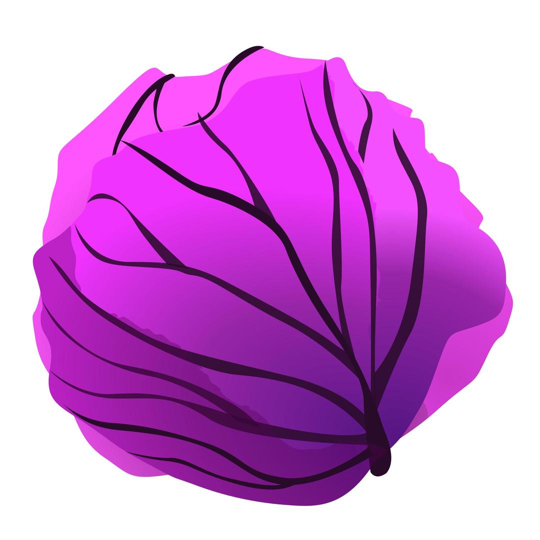 red cabbage png transparent