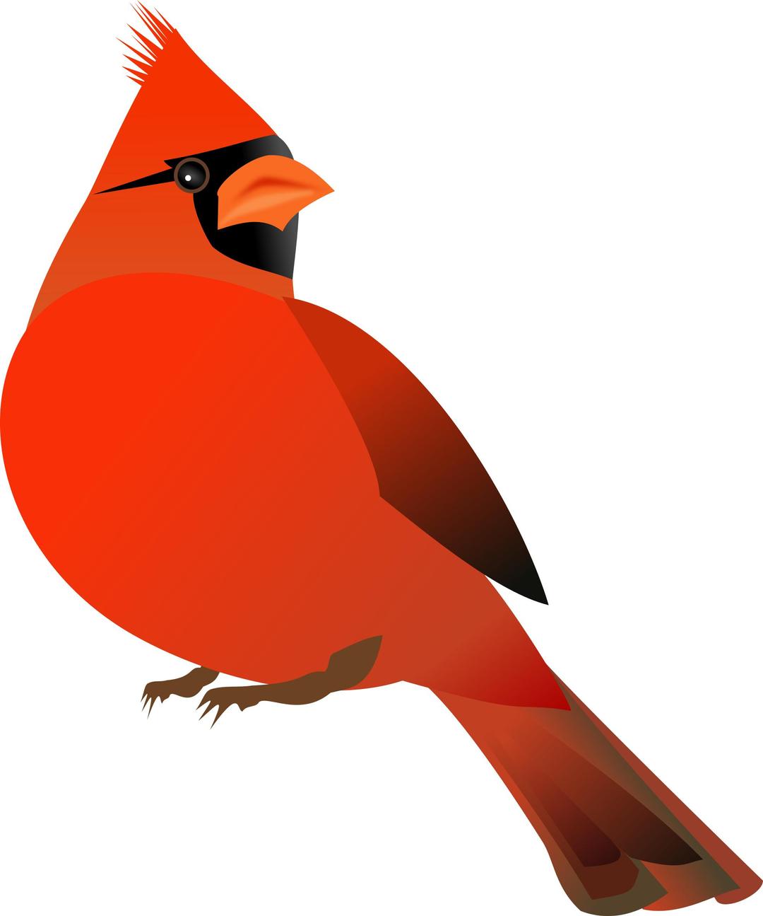 Red Cardinal png transparent