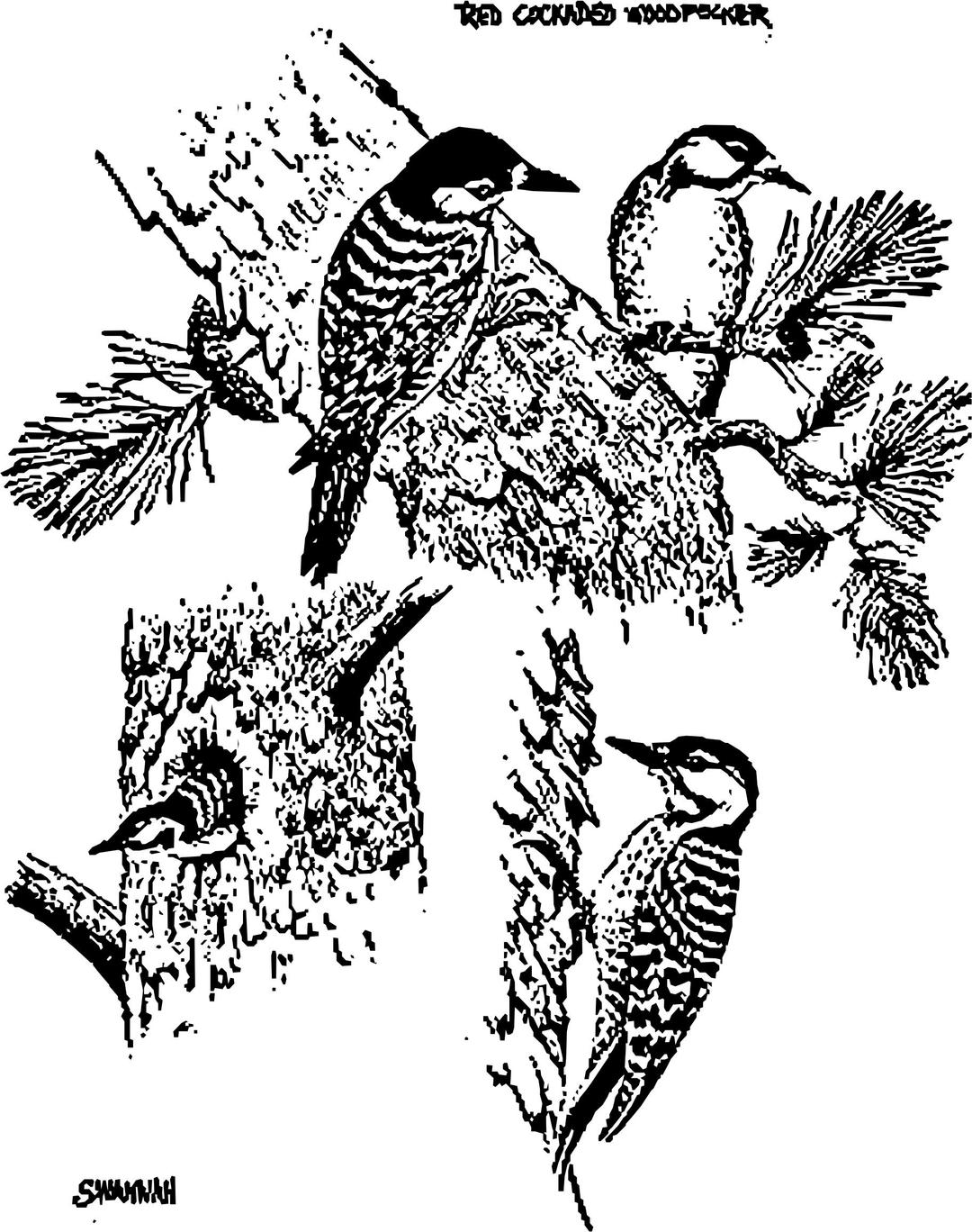 red cockaded woodpeckers png transparent
