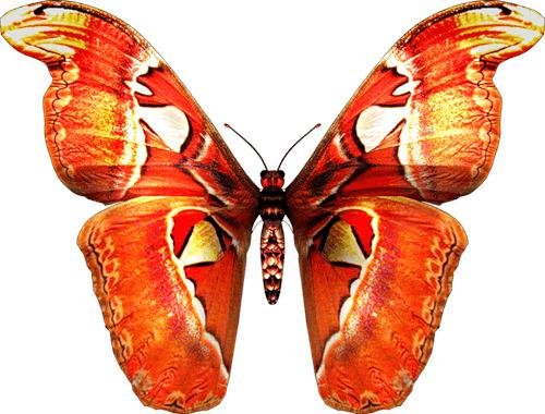 Red Orange Butterfly png transparent