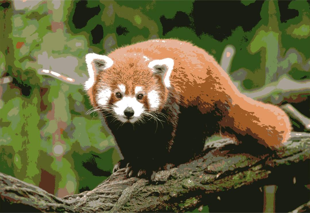 Red Panda png transparent