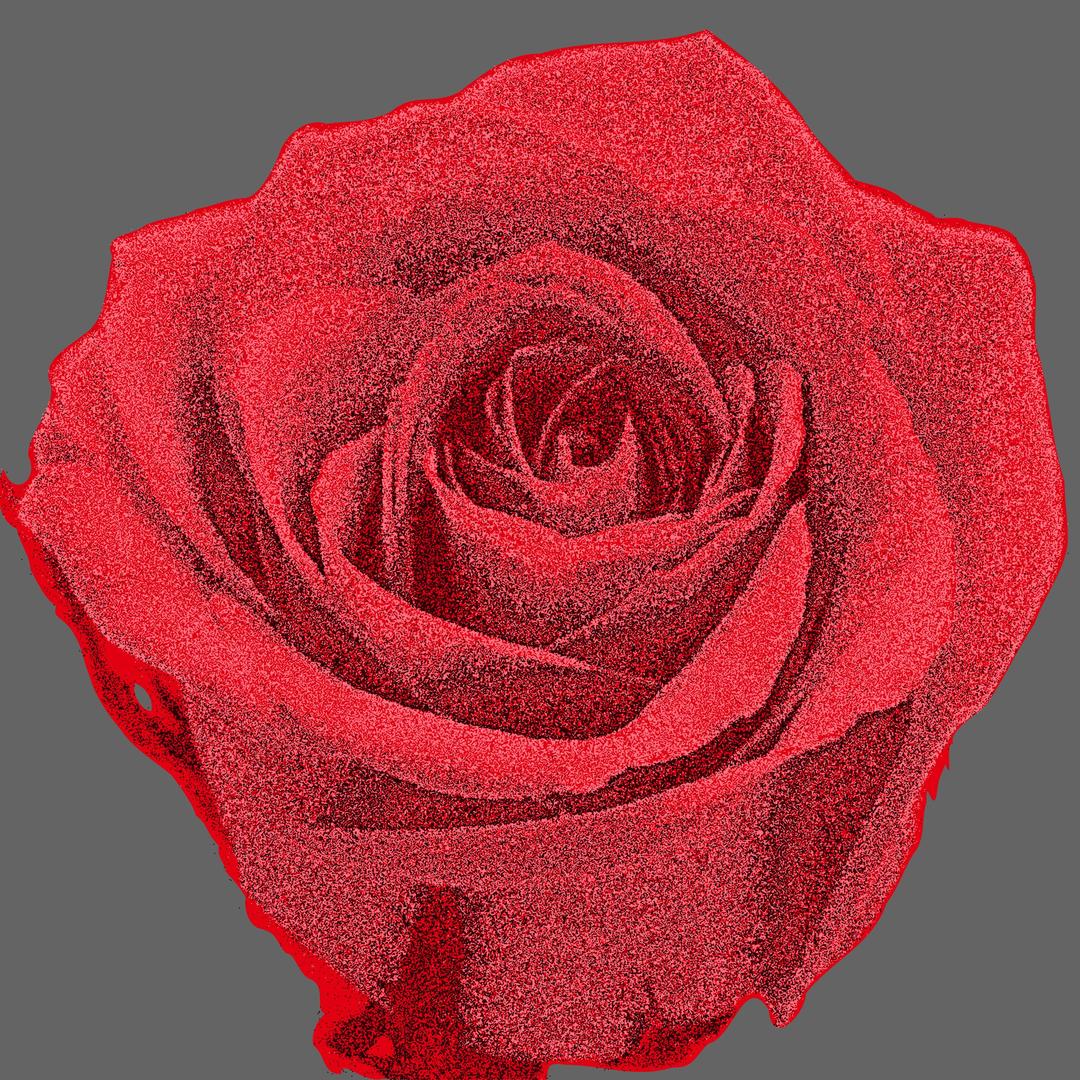 red rose  png transparent
