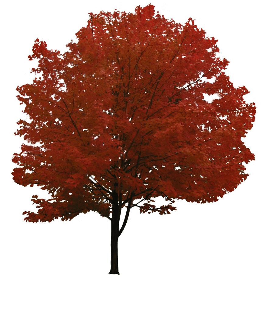 Red Tree png transparent