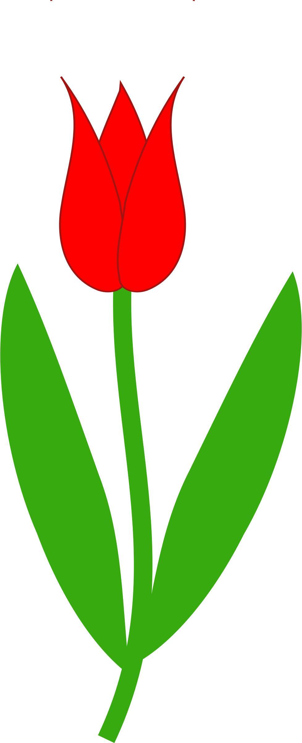 Red Tulip png transparent