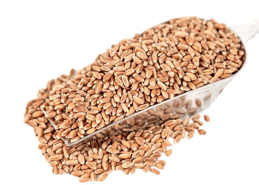 Red Wheat png transparent