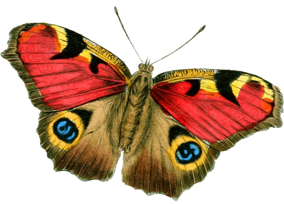 Red Yellow Butterfly png transparent