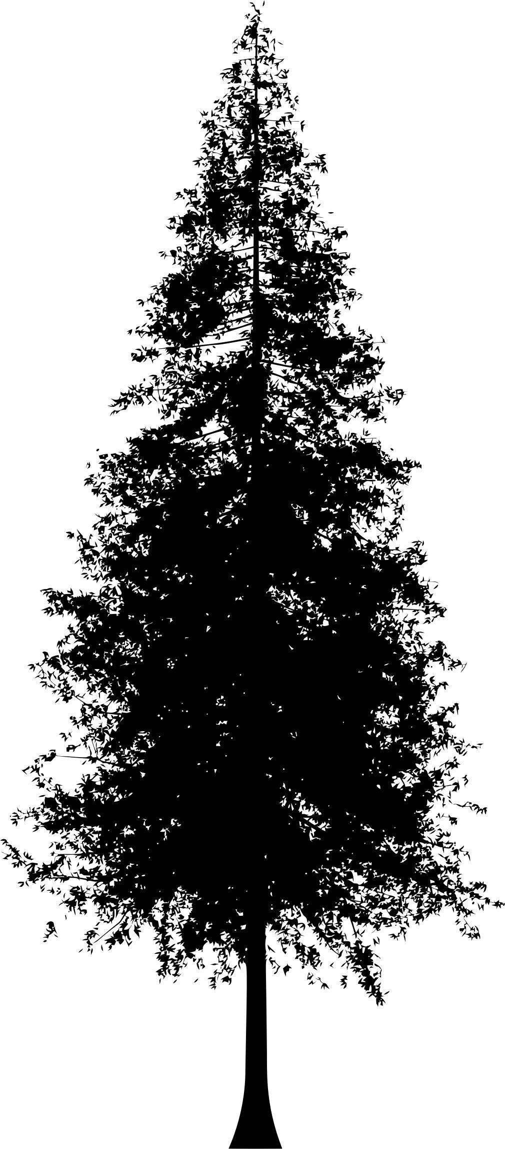 Redwood Tree Silhouette png transparent