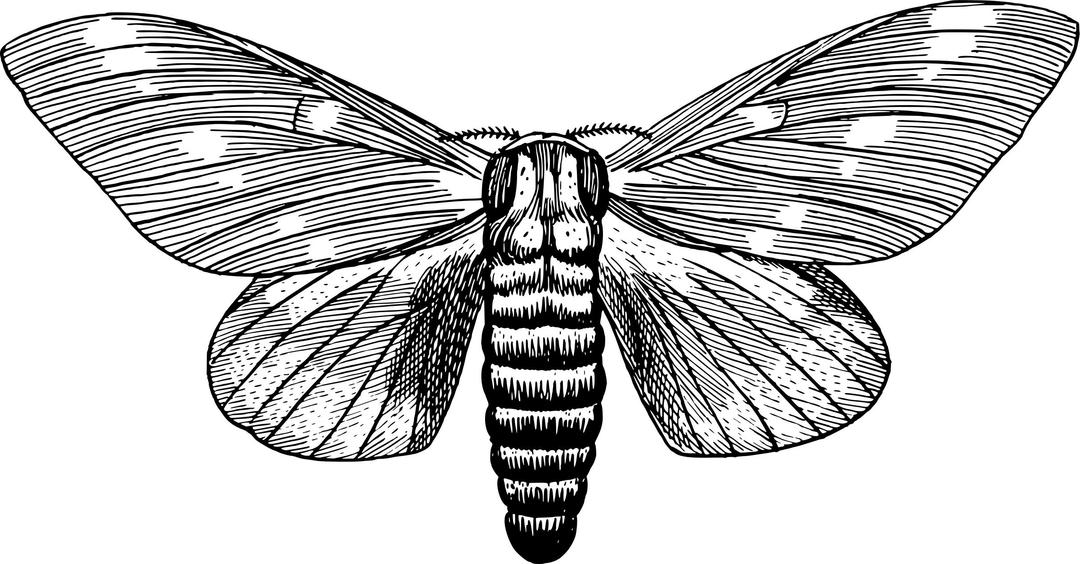 Regal moth png transparent