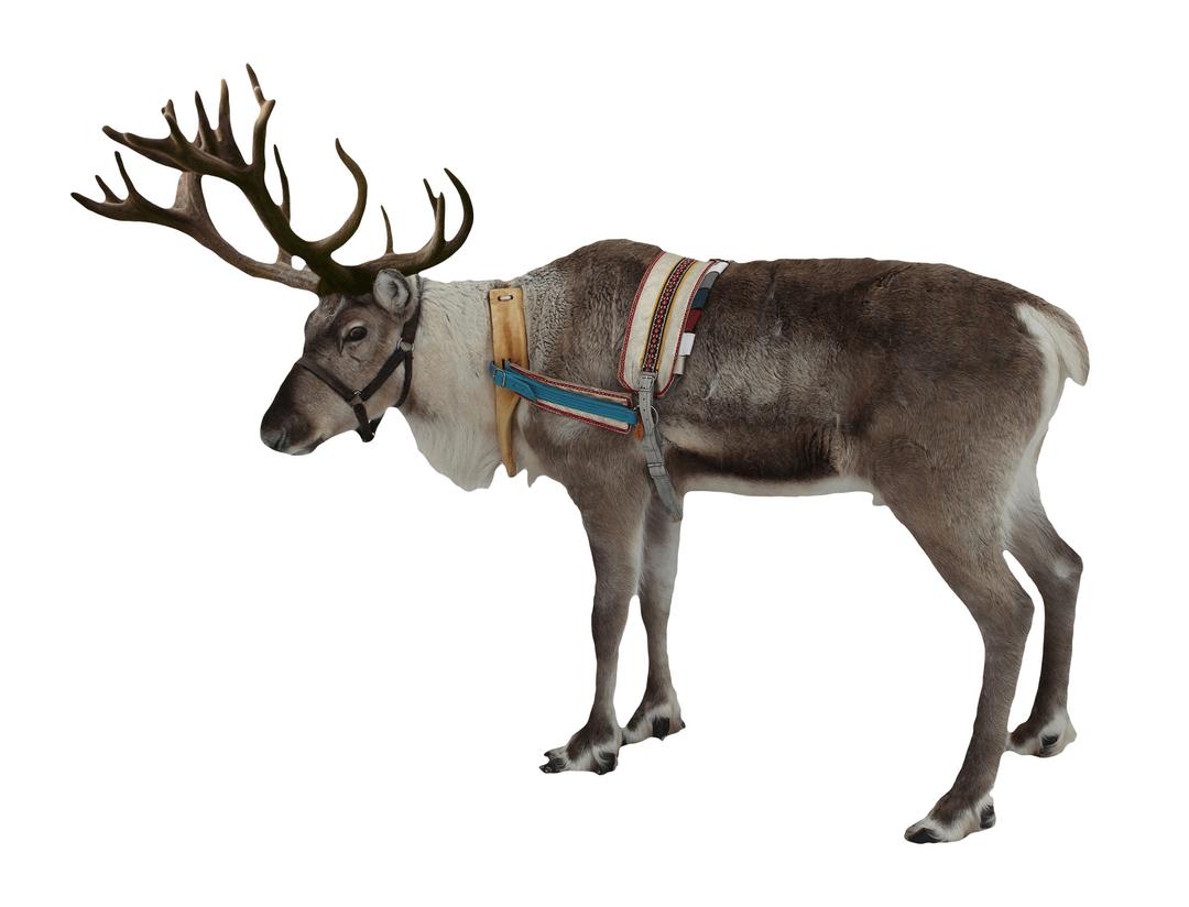 Reindeer Christmas png transparent