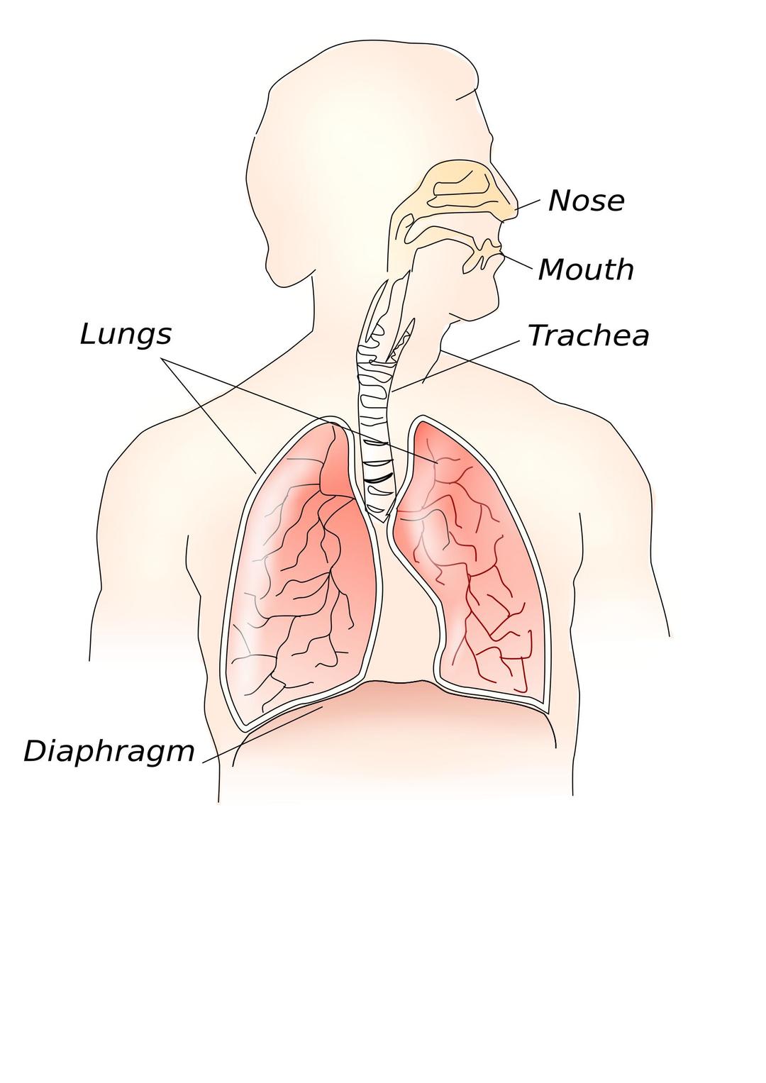 respiratory system png transparent