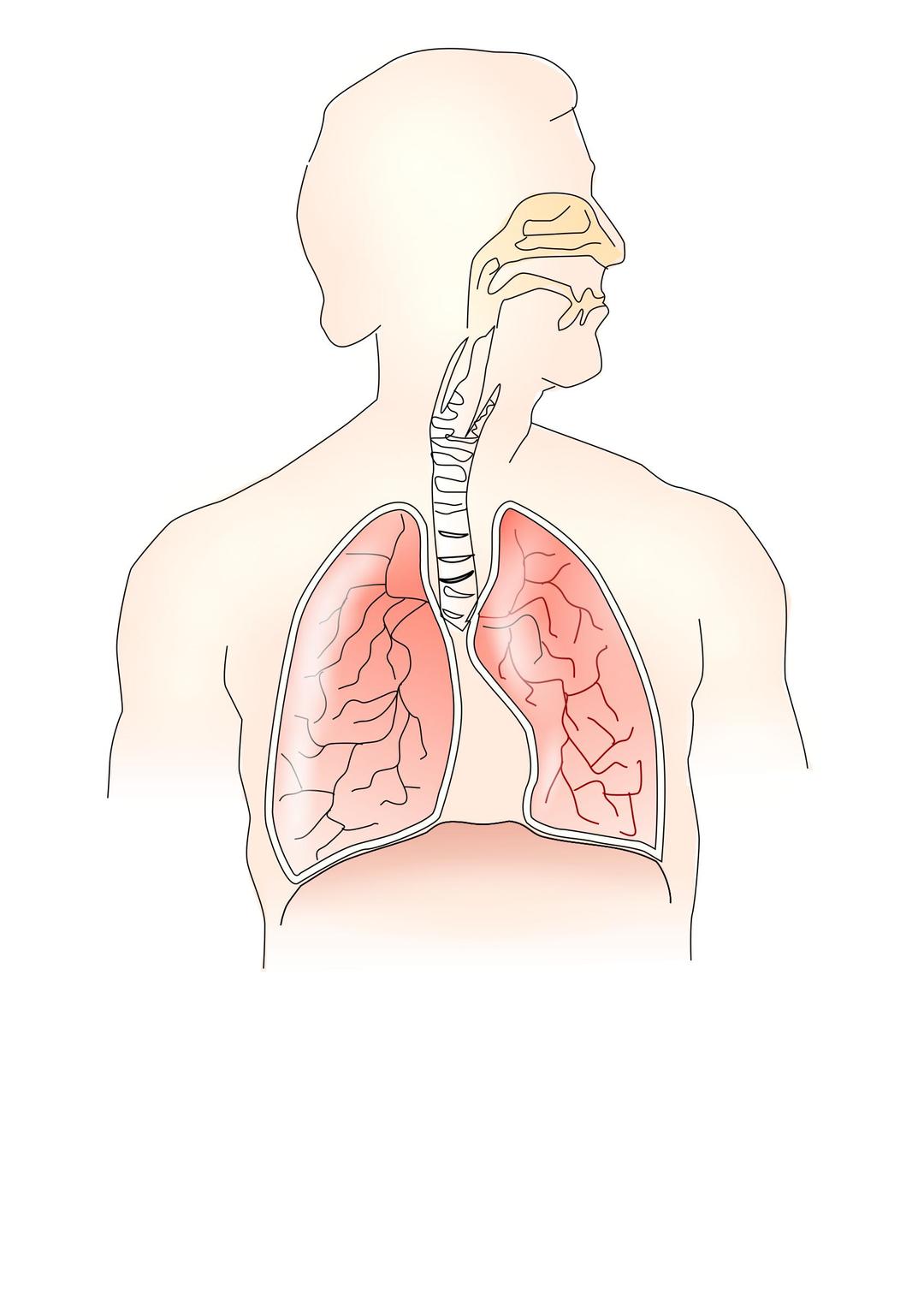 respiratory system 2 png transparent