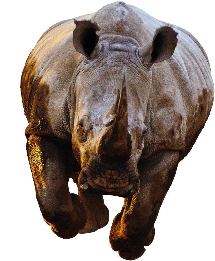 Rhino Front View Running png transparent