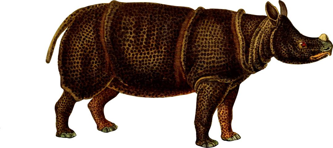 Rhinoceros 4 (isolated) png transparent