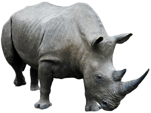 Rhinoceros Grey png transparent