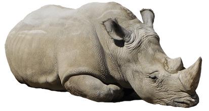 Rhinoceros Lying Down png transparent