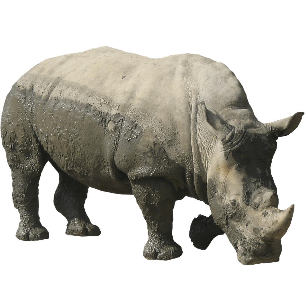 Rhinoceros Muddy png transparent