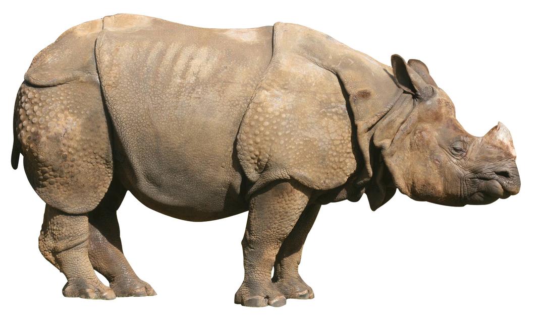 Rhinoceros Sideview png transparent